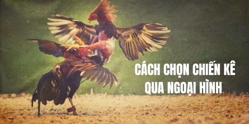 Cách chọn chiến kê tốt dựa vào ngoại hình