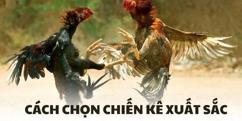 Cách chọn chiến kê