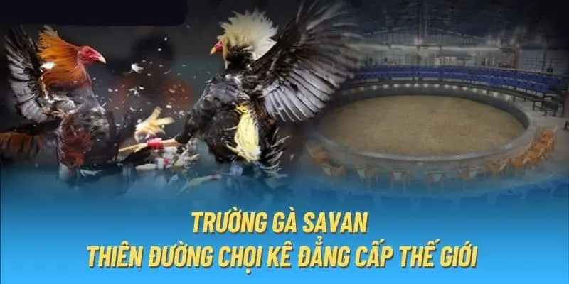 Đặc điểm khác biệt của trò chơi chọi gà Savan